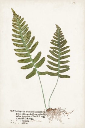 Picture of NATURE PRINTED FERNS IX
