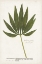 Picture of NATURE PRINTED FERNS XII