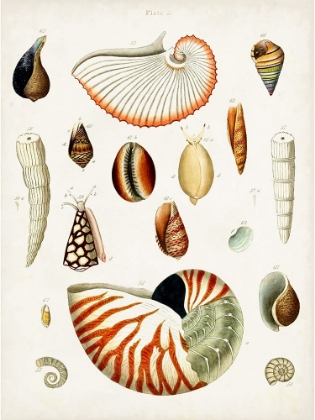 Picture of ANTIQUE SHELL COLLECTION I