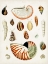 Picture of ANTIQUE SHELL COLLECTION I