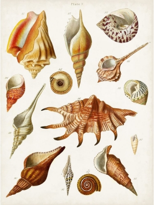 Picture of ANTIQUE SHELL COLLECTION II