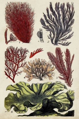 Picture of CORAL AND SEAWEED MONTAGE IV