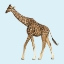 Picture of TWILIGHT SAFARI II