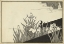 Picture of JAPANESE IRISES A
