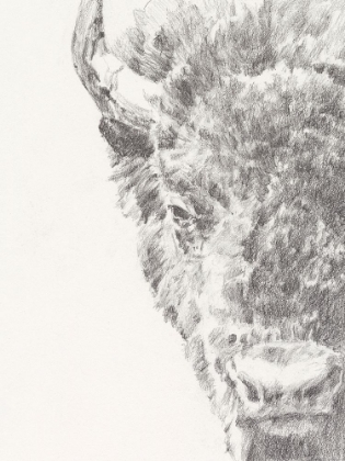 Picture of GRAPHITE BISON PORTRAIT I