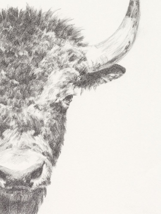 Picture of GRAPHITE BISON PORTRAIT II