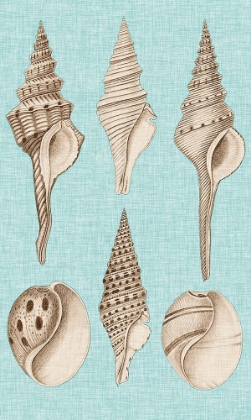 Picture of SEPIA AND AQUA SHELLS II