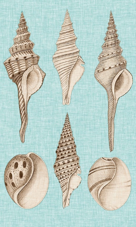 Picture of SEPIA AND AQUA SHELLS II