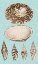 Picture of SEPIA AND AQUA SHELLS III