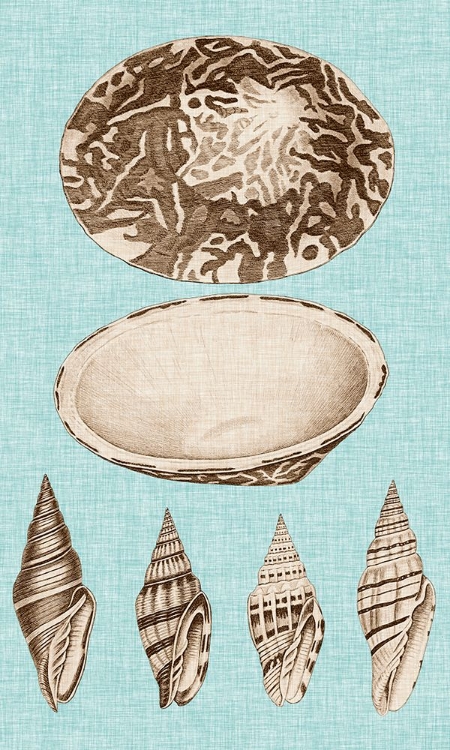 Picture of SEPIA AND AQUA SHELLS III