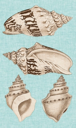 Picture of SEPIA AND AQUA SHELLS IV