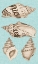 Picture of SEPIA AND AQUA SHELLS IV