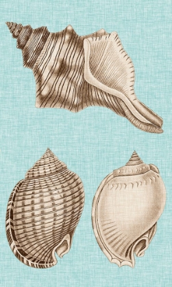 Picture of SEPIA AND AQUA SHELLS V