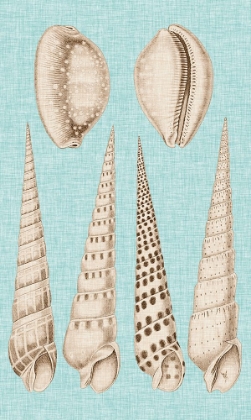 Picture of SEPIA AND AQUA SHELLS VI