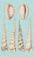 Picture of SEPIA AND AQUA SHELLS VI