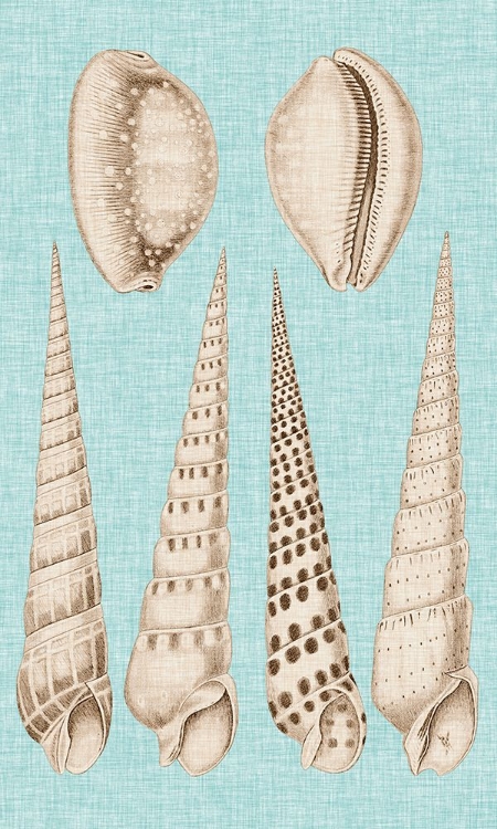 Picture of SEPIA AND AQUA SHELLS VI