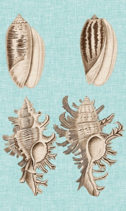 Picture of SEPIA AND AQUA SHELLS VII