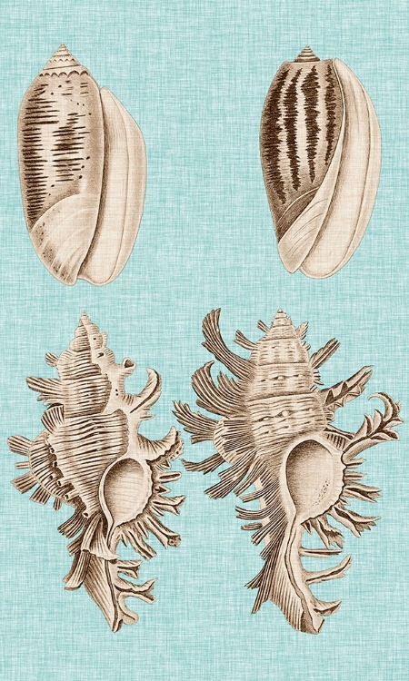 Picture of SEPIA AND AQUA SHELLS VII