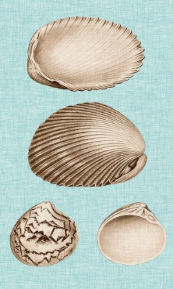 Picture of SEPIA AND AQUA SHELLS VIII