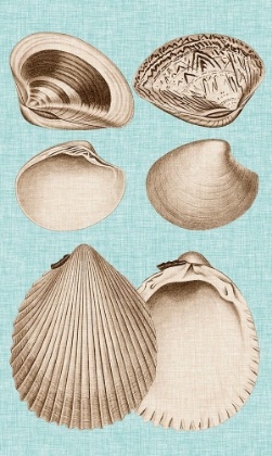 Picture of SEPIA AND AQUA SHELLS IX