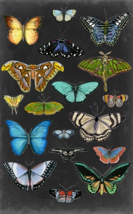 Picture of GRAPHIC BUTTERFLY TAXONOMY I