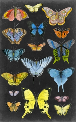 Picture of GRAPHIC BUTTERFLY TAXONOMY II