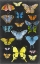 Picture of GRAPHIC BUTTERFLY TAXONOMY II