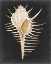 Picture of GRAPHIC SPINY MUREX