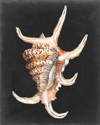 Picture of GRAPHIC SPIDER CONCH