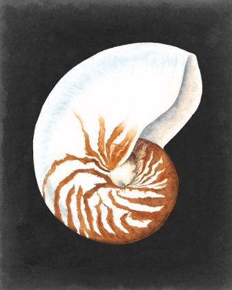 Picture of GRAPHIC NAUTILUS