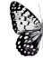 Picture of MONOCHROME WINGS I
