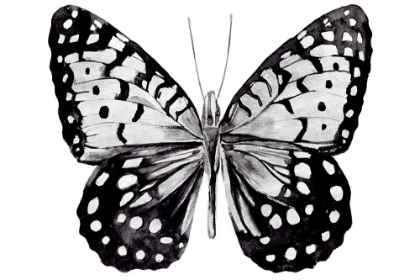 Picture of MONOCHROME WINGS WHOLE I