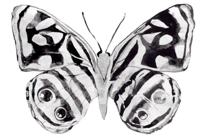 Picture of MONOCHROME WINGS WHOLE II