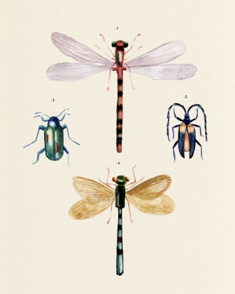 Picture of INSECT VARIETIES I