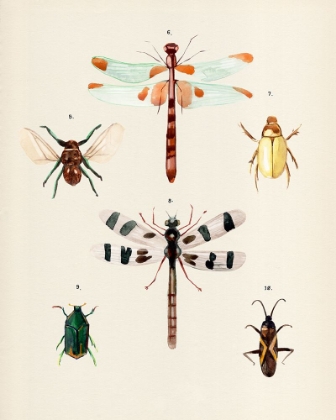 Picture of INSECT VARIETIES II