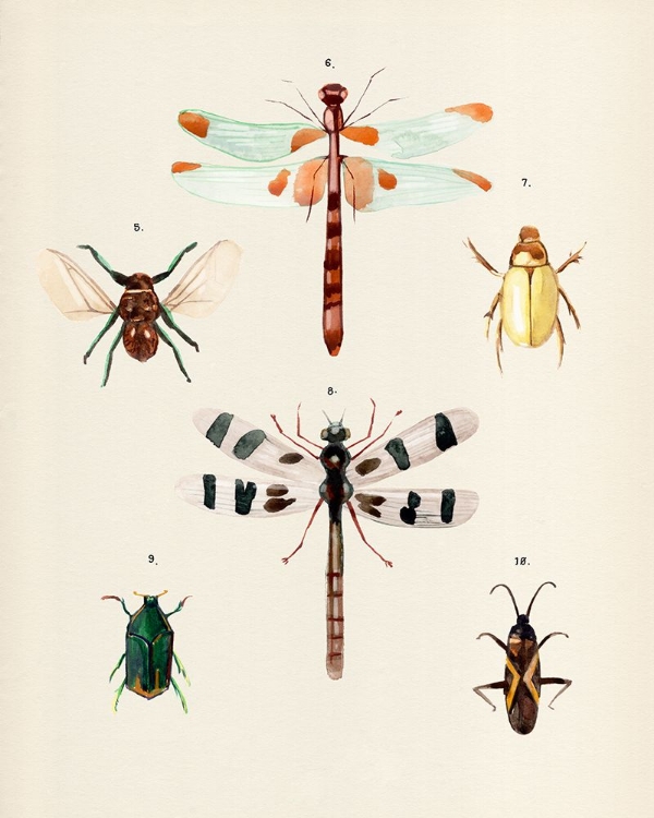 Picture of INSECT VARIETIES II