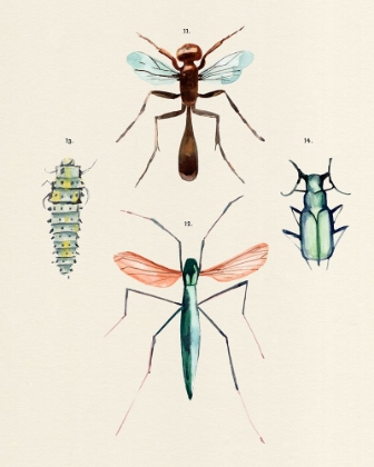 Picture of INSECT VARIETIES III