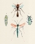 Picture of INSECT VARIETIES III