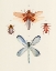 Picture of INSECT VARIETIES IV