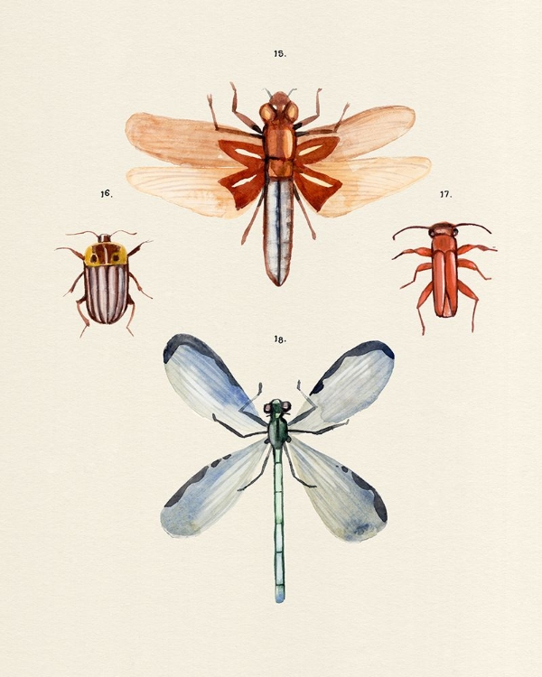 Picture of INSECT VARIETIES IV