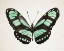 Picture of MINT BUTTERFLY II