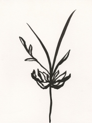 Picture of INK BOTANICAL SKETCH I