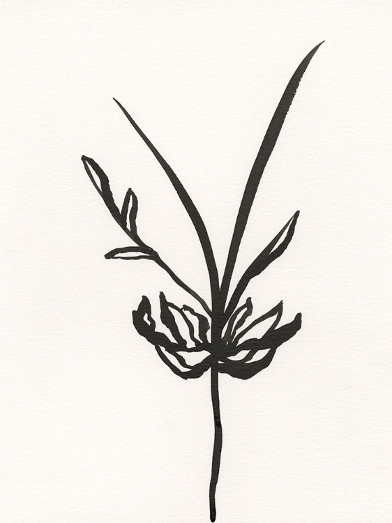 Picture of INK BOTANICAL SKETCH I