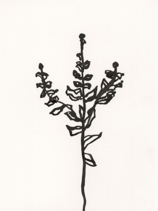 Picture of INK BOTANICAL SKETCH II