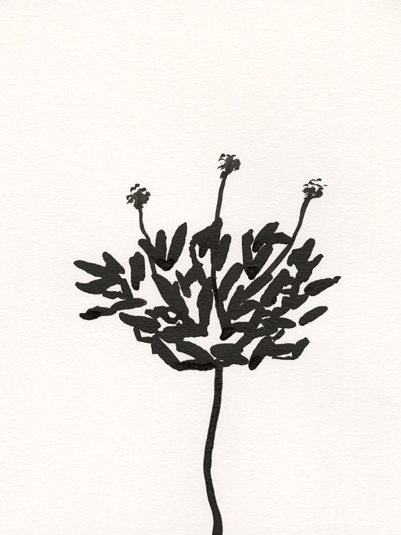 Picture of INK BOTANICAL SKETCH III