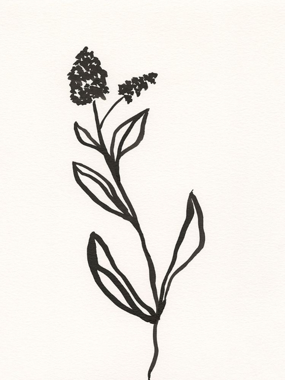 Picture of INK BOTANICAL SKETCH VI