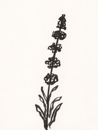 Picture of INK BOTANICAL SKETCH VII