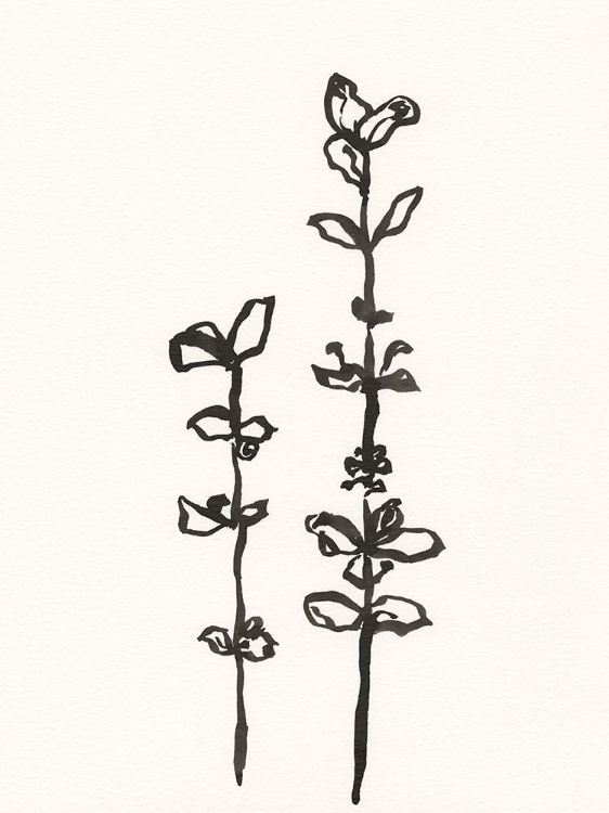 Picture of INK BOTANICAL SKETCH VIII