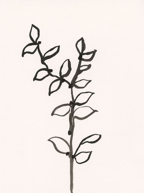 Picture of INK BOTANICAL SKETCH X