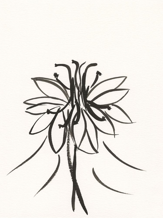 Picture of INK BOTANICAL SKETCH XI